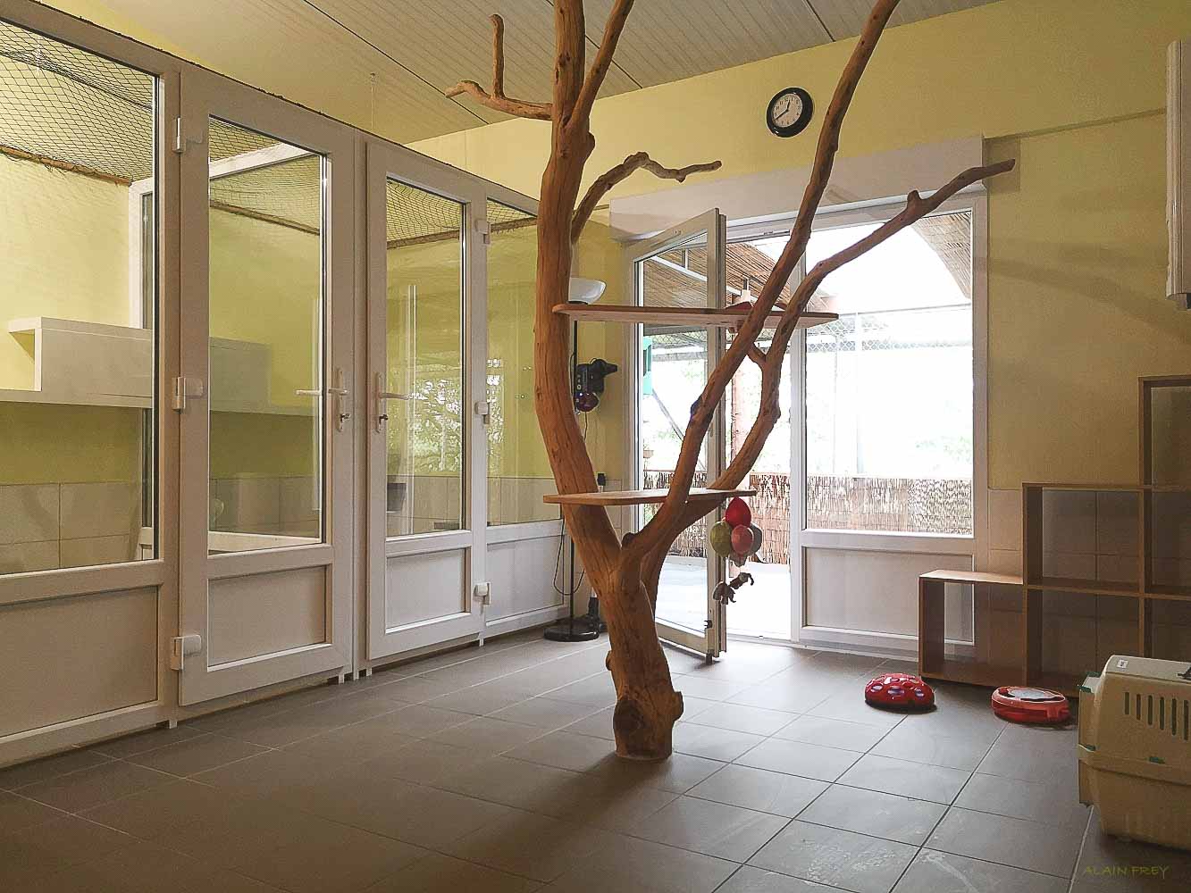 Chambres Communes De Notre Pension Chat En Alsace Bas Rhin