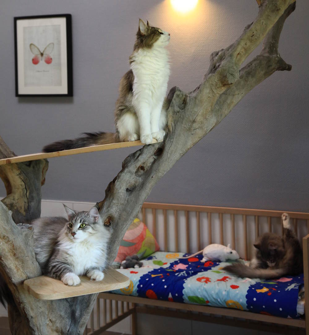 Espachat Une Pension De Luxe Pour Chats En Alsace