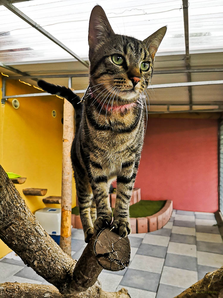 Espachat Une Pension De Luxe Pour Chats En Alsace