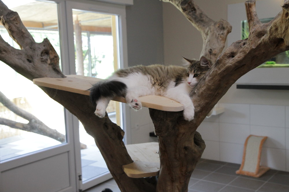 Le Confort Dans Notre Pension Pour Chats Dalsace