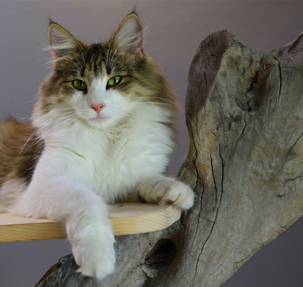 Un chat Norvégien sur l'arbre de notre pension pour chats d'Alsace