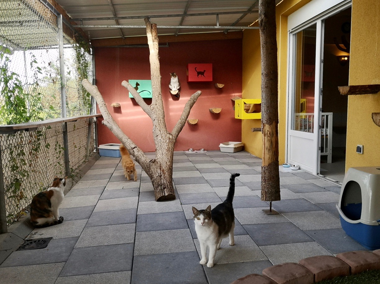 Espace extérieur de la pension pour chats (Alsace-Moselle)