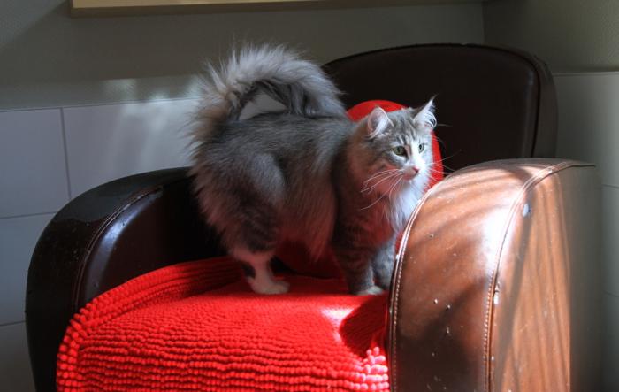 Un pensionnaire sur le fauteuil chez ESPACHAT, pension pour chats en Alsace - Moselle