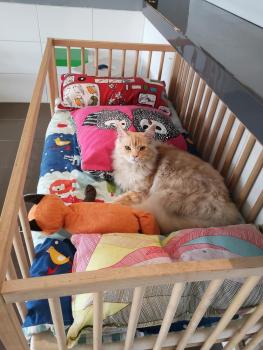Un chat dans une niche à la pension ESPACHAT en Alsace-Moselle