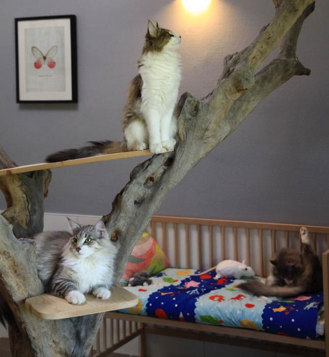 Pension pour chats en Alsace - Moselle