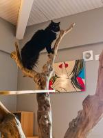 Pension pour chats en Alsace - Moselle
