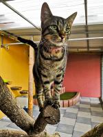 Pension pour chats en Alsace - Moselle