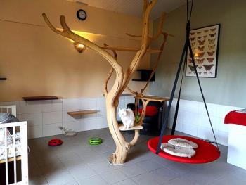 Pensionnaire d'ESPACHAT, pension pour chats en Alsace - Moselle