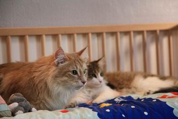 Pensionnaires d'ESPACHAT, pension pour chats en Alsace - Moselle