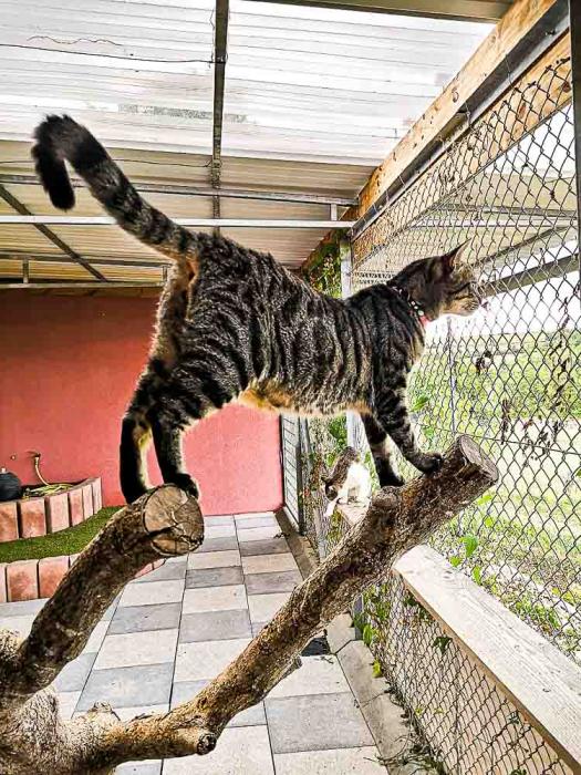 Chat sur les hauteurs d'un arbre dans un des parcs extérieurs de notre pension pour chats en Alsace Moselle