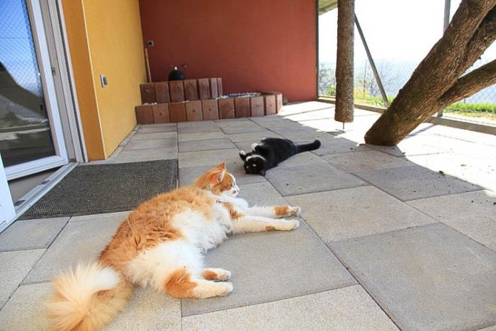 2 chats couchés sur les dalles d'un parc extérieur de notre pension pour chats en Alsace - Moselle